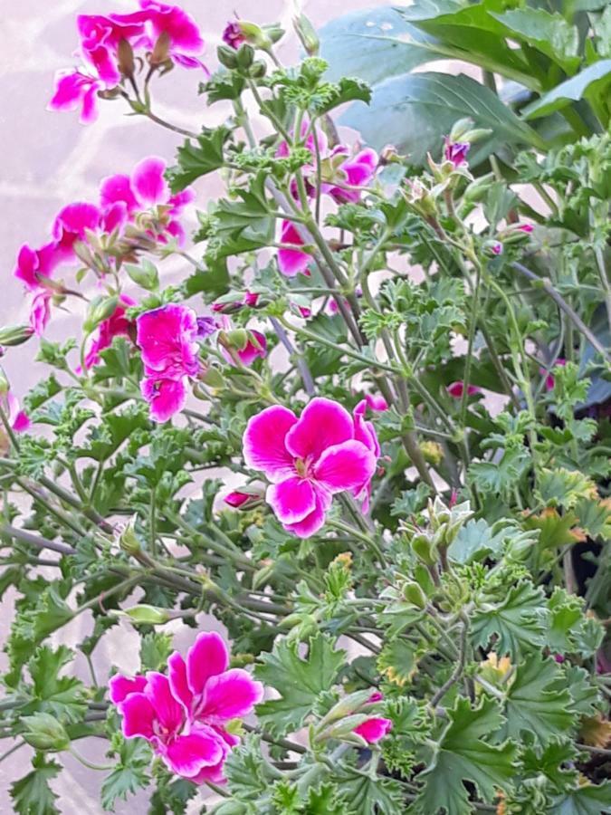 ローマFlowery Houseアパートメント エクステリア 写真
