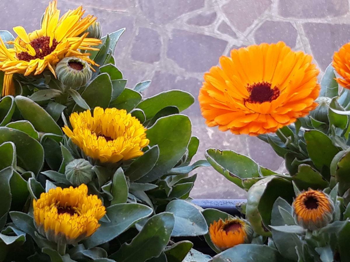 ローマFlowery Houseアパートメント エクステリア 写真