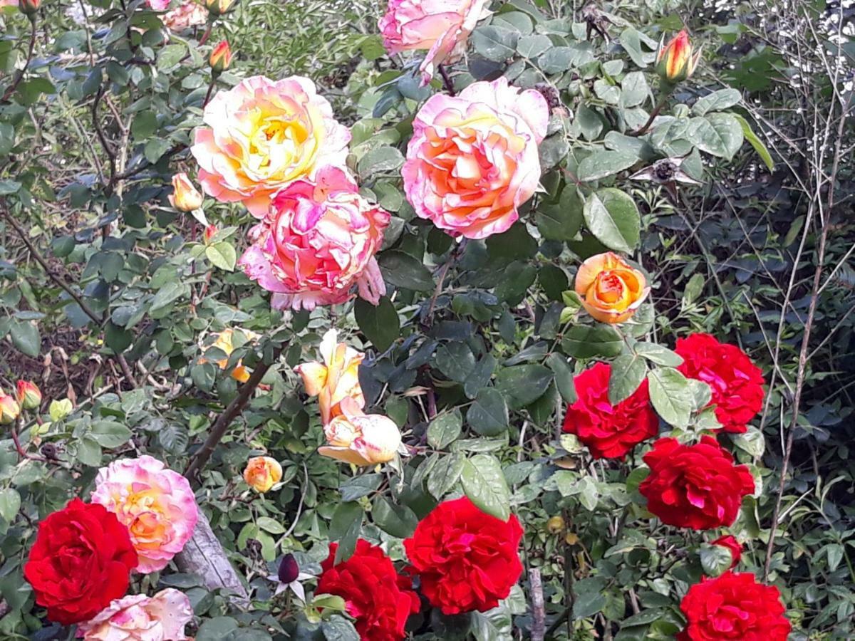 ローマFlowery Houseアパートメント エクステリア 写真